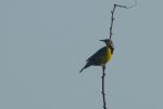 Eastern Meadowlark