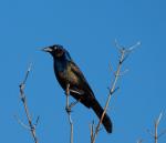 Grackle