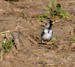 Harris's Sparrow