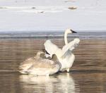 Trumpeter Swans