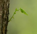 New Life