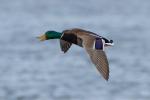 Mallard