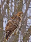 Red-Tailed Hawk