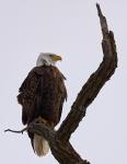 Regal Eagle