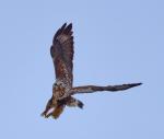Rough-legged Hawk