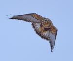 Rough-legged Hawk