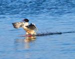 Water-skiing