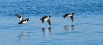 Follow the leader
