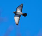Hard to catch in flight