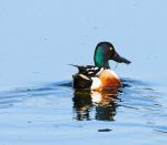 Northen Shoveler