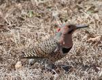 Northern Flicker