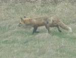 Red Fox
