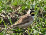 Horned Lark