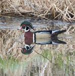 Wood Duck Reflection