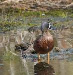Blue-winged Teal