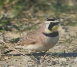 Horned Lark