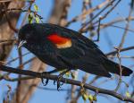 Red-winged Blackbird