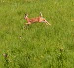 Fawn