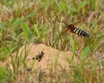 Digger Wasps