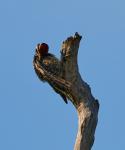 Yellow-bellied Sapsucker