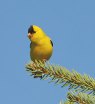 American Goldfinch