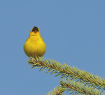 American Goldfinch