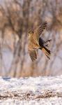 Horned Lark