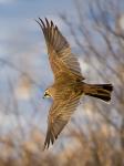 Horned Lark