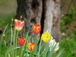 just flowers
