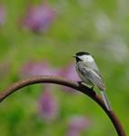 Chickadee