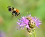 Bumble Bee