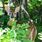 Fawn