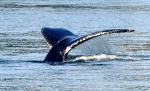 Humpback Whale tail