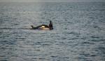 Baby Orca with mother