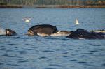 Humpback Whales