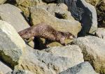 Sea Otter