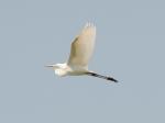 Egret