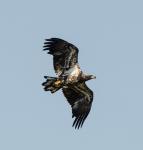 Immature Golden Eagle