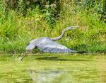 blue heron