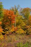 Fall Colors