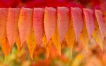 Fall Colors