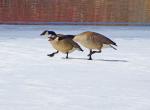 More Geese