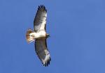 Hawk