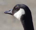 Just a goose