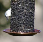 Nuthatch