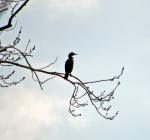Cormorant