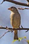Some kind of Bird