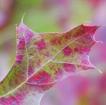 Fall Color