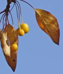 Berries