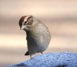 Just a bird